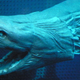 Look At This Awesome Shark That Is a 'Living Fossil'